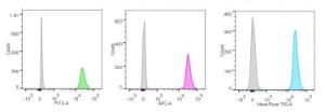 Flow cytometric analysis of Jurkat cells labeling Human Nucleolin Antigen with Anti-Nucleolin Antibody [NCL/902] (FITC) (Green), Anti-Nucleolin Antibody [NCL/902] (APC) (Purple), and Anti-Nucleolin Antibody [NCL/902] (AF488) (Blue), respectively. Isotype Control (Grey)