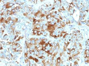 Immunohistochemical analysis of formalin-fixed, paraffin-embedded human adrenal gland using Anti-Chromogranin A Antibody [CHGA/765]