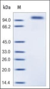 The purity of mouse EGFR was determined by DTT-reduced (+) SDS-PAGE and staining overnight with Coomassie Blue.