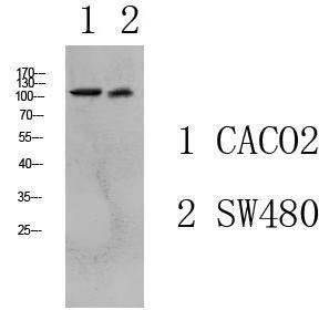 Western blot analysis of various lysate using Anti-Collagen I Antibody