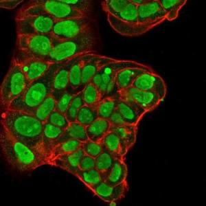 Immunofluorescent analysis of PFA fixed MCF-7 cells stained with Anti-Nucleolin Antibody [NCL/902] followed by Goat Anti-Mouse IgG (CF and #174; 488) (Green). Membrane is stained with Phalloidin-CF and #174; 640