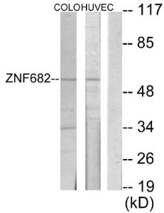 Antibody anti-ZNF682 100 µg