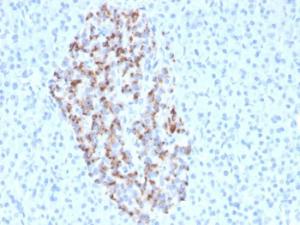 Anti-Chromogranin A Rabbit Recombinant Antibody [clone: CHGA/4544R]