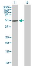 Anti-COCH Mouse Polyclonal Antibody