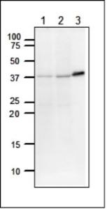 Anti-DNA Polymerase beta Antibody