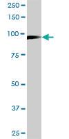 Anti-MCM3 Mouse Monoclonal Antibody [clone: 4F7]