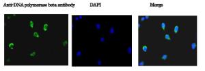 Anti-DNA Polymerase beta Antibody