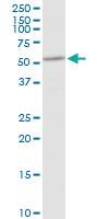 Anti-DHCR7 Rabbit Polyclonal Antibody