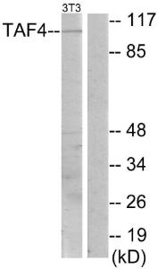 Antibody anti-TAF4 100 µg