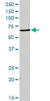 Anti-DHCR7 Rabbit Polyclonal Antibody