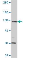 Anti-MCM3 Mouse Monoclonal Antibody [clone: 4F7]