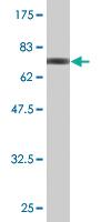 Anti-MAPK8 Mouse Monoclonal Antibody [clone: 3B12]