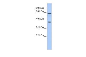 Anti-ERG Rabbit Polyclonal Antibody