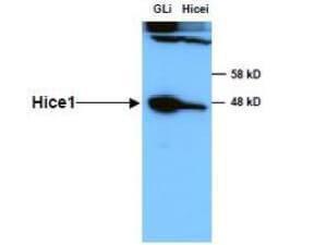 Anti-HICE1 antibody (RB)