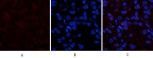 Immunofluorescence analysis of human stomach tissue using Anti-Collagen I Antibody (red) at 1:200 (4°C overnight). Cy3 labelled secondary antibody was used at 1:300 (RT 50min). Panel A: Target. Panel B: DAPI. Panel C: Merge.