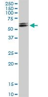 Anti-DHCR7 Rabbit Polyclonal Antibody