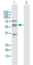 Anti-CREB3L1 Mouse Polyclonal Antibody