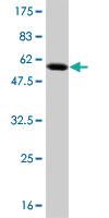 Anti-TAZ Mouse Monoclonal Antibody [clone: 1F9]