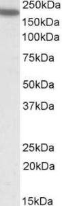 Anti-CD11a Goat Polyclonal Antibody