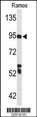 Anti-C7 Rabbit Polyclonal Antibody