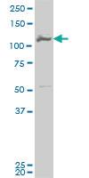 Anti-MCM3 Mouse Monoclonal Antibody [clone: 2A11]