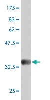 Anti-FUCA1 Mouse Polyclonal Antibody