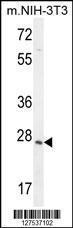 Anti-ZCCHC17 Rabbit Polyclonal Antibody (APC (Allophycocyanin))