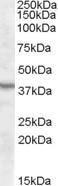 Anti-ASNA1 Antibody (A84502) (1 µg/ml) staining of Mouse Kidney lysate (35 µg protein in RIPA buffer) with (B) and without (A) blocking with the immunising peptide. Primary incubation was 1 hour. Detected by chemiluminescence