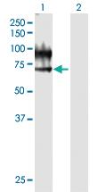 Anti-VNN1 Mouse Polyclonal Antibody