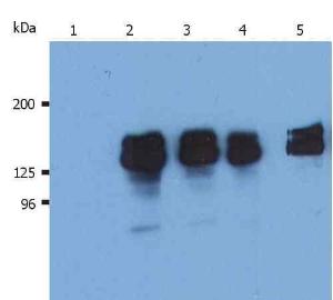 Anti-SHIP1 Mouse Monoclonal Antibody [Clone: SHIP-01]