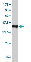 Anti-STIP1 Mouse Monoclonal Antibody [clone: 1E3]