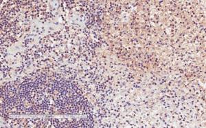 Anti-CD11a Goat Polyclonal Antibody