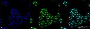 Immunocytochemistry/Immunofluorescence analysis of human cervical cancer cell line (HeLa), fixed in 4% formaldehyde for 15 min at room temperature, using Anti-ATG12 Antibody (A304899), at 1:100 for 60 minutes at room temperature