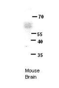 Anti-ERG Rabbit Polyclonal Antibody