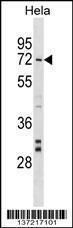 Anti-NARF Rabbit Polyclonal Antibody (APC (Allophycocyanin))