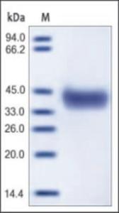 The purity of mouse EpCAM was determined by DTT-reduced (+) SDS-PAGE and staining overnight with Coomassie Blue.