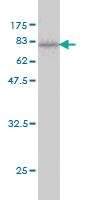 Anti-FUCA1 Mouse Monoclonal Antibody [clone: 1D4]