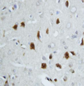 Anti-Hsc70 Rabbit Polyclonal Antibody