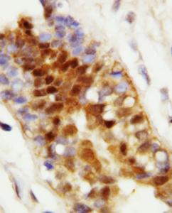 Anti-Hsc70 Rabbit Polyclonal Antibody