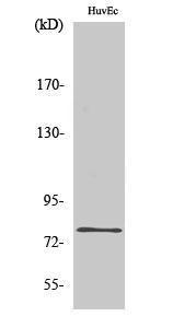 Western blot analysis of various cells using Anti-SKIL Antibody