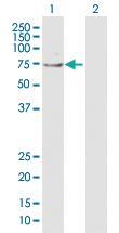 Anti-VNN1 Rabbit Polyclonal Antibody