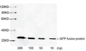 Anti-GFP Rabbit polyclonal antibody unconjugated