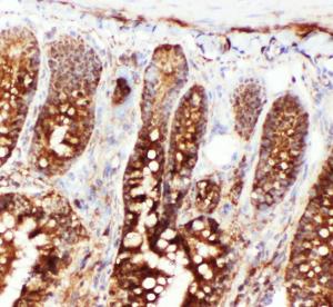 Anti-Hsc70 Rabbit Polyclonal Antibody