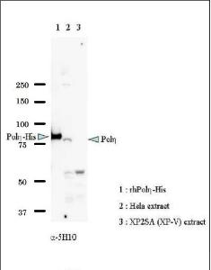 Anti-DNA polymerase eta Antibody