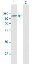 Anti-CNTNAP2 Rabbit Polyclonal Antibody