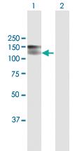 Anti-CDH19 Mouse Polyclonal Antibody