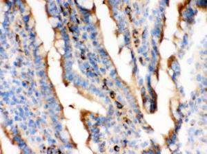 Anti-Actin Mouse Monoclonal Antibody [clone: AC-40]