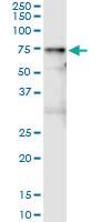 Anti-VNN1 Mouse Monoclonal Antibody [clone: 2B10]