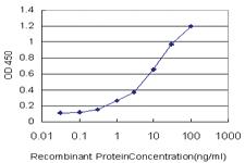 Anti-VNN1 Mouse Monoclonal Antibody [clone: 2B10]