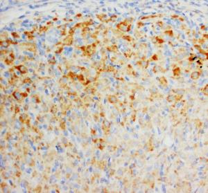 Anti-FGF8 Rabbit Polyclonal Antibody